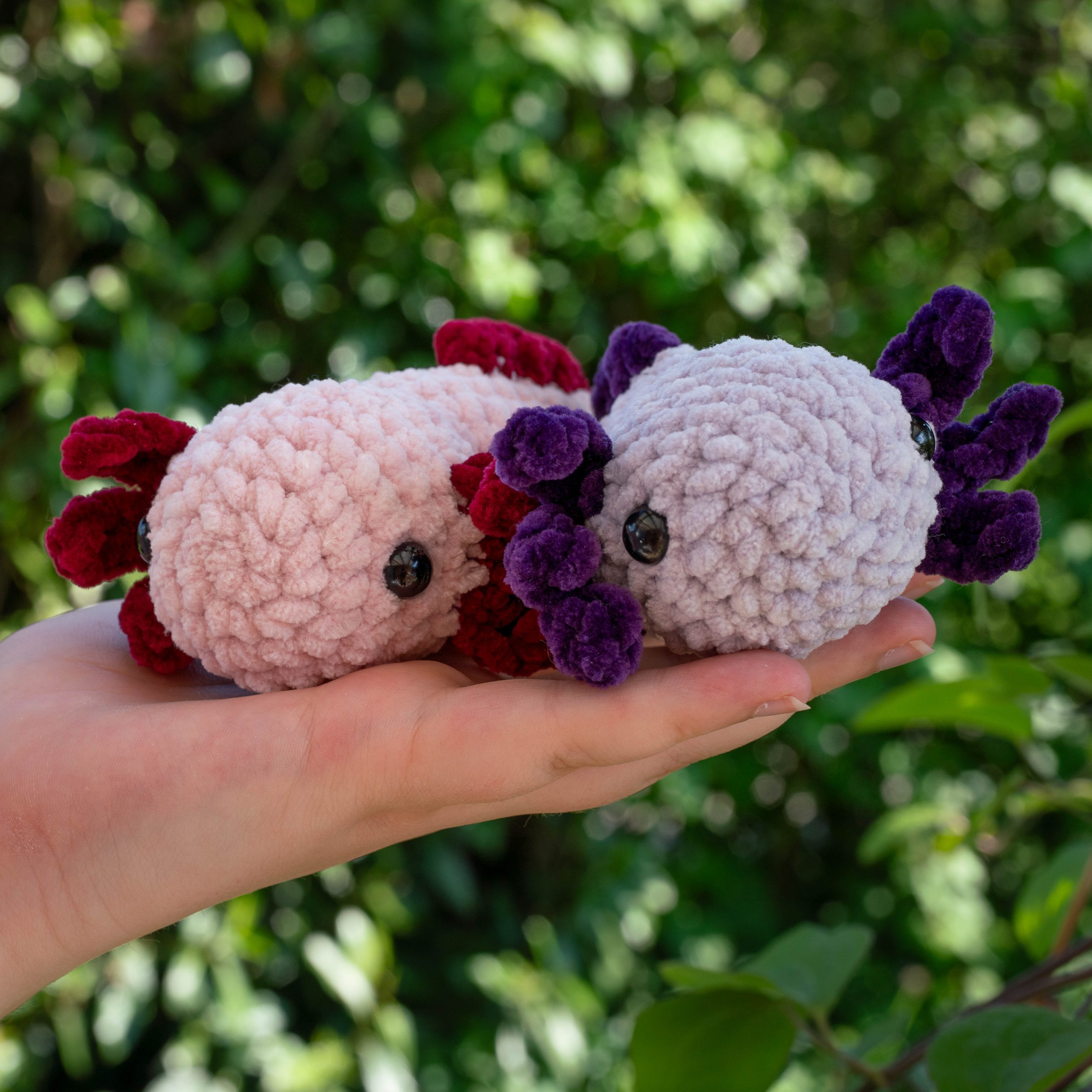 Alex das Axolotl – Bild 3